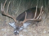 Deer Deer