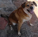 Rocky, mascot of the Hill Country Portal Rocky